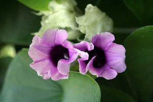 grow-hawaiian-baby-woodrose-1.3-800X800