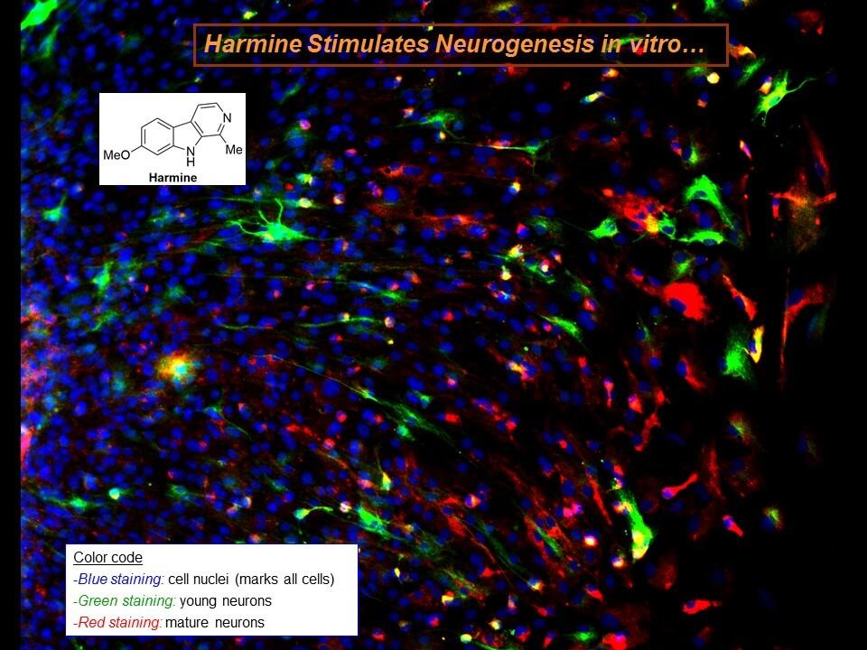 Ayahuasca brain cells