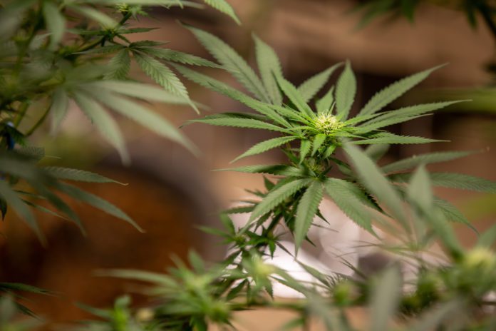 The New Way to Consume Cannabis