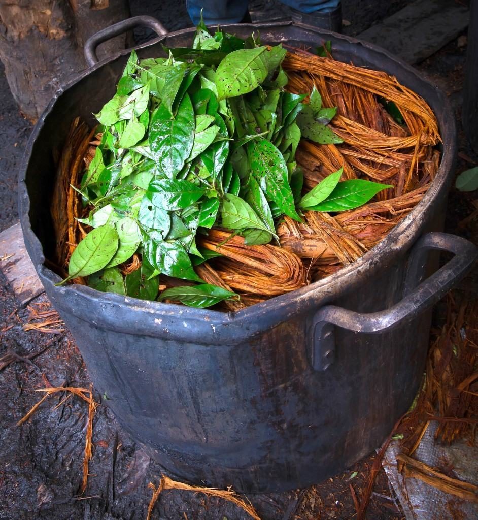 The ayahuasca brew, which is a combination of the ayahuasca vine (Banisteriopsis caapi), chacruna leaves (Psychotria viridis), and water.