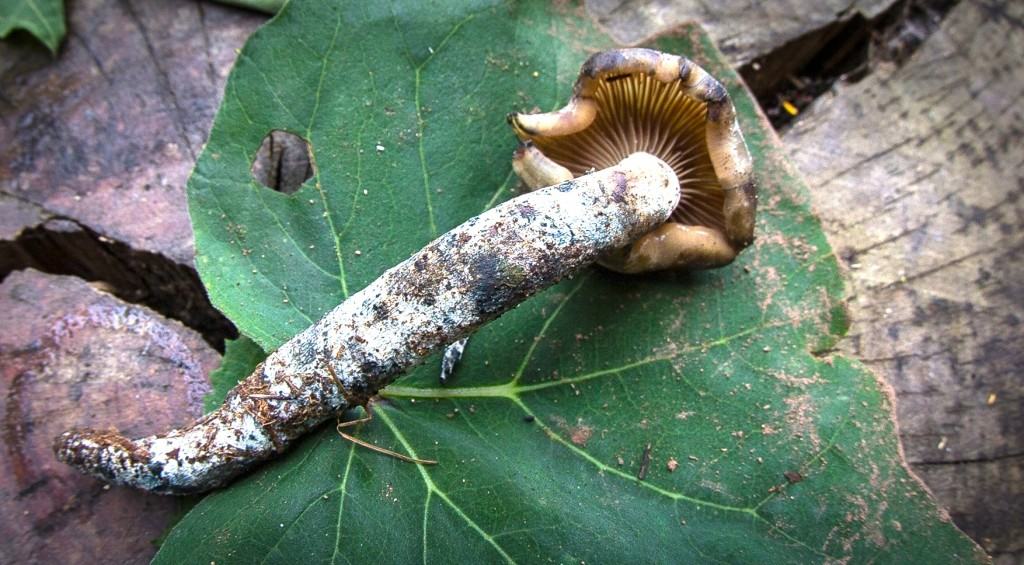 Research shows psilocybin can attenuate anxiety, slow down activity in areas over active in people with depression, produce mystical, life-changing experiences and enhance mood and personal relationships.