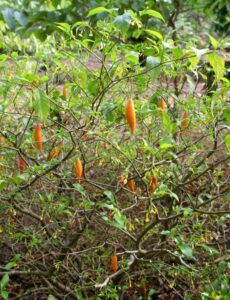 The Tabernanthe iboga shrub from West Central Africa. 