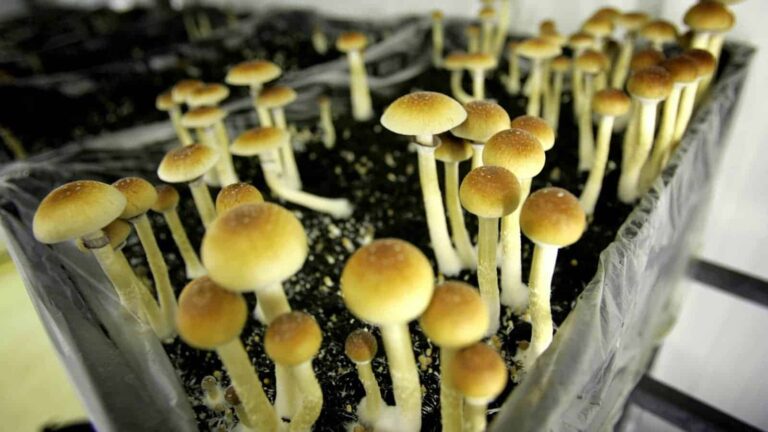 How to Grow Mushrooms Indoors