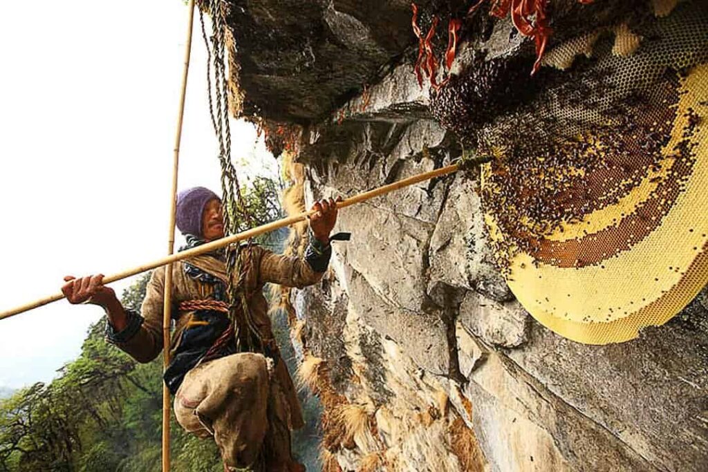 Honey Hunters