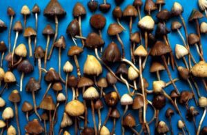 Beating the bottle: Magic mushrooms could help treat alcoholism, research suggests