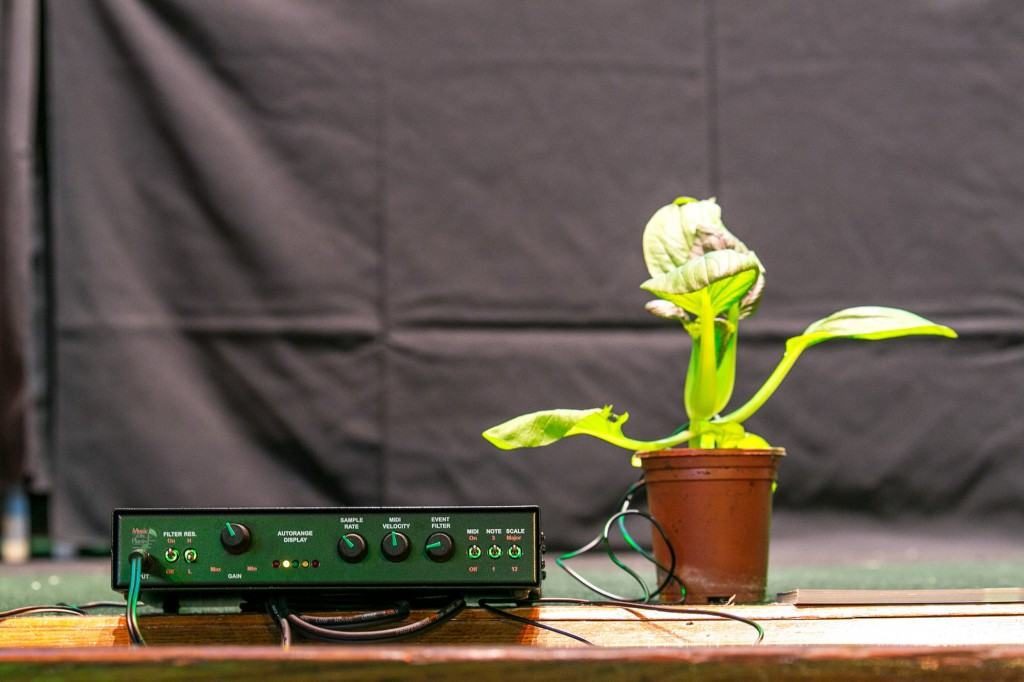 A bio feed-back machine measures signals in the plant, which are run through a synthesia – the plants making music? Picture taken by Boris Austen