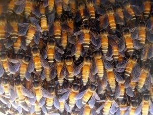 PsychedelicHoney003-300x225