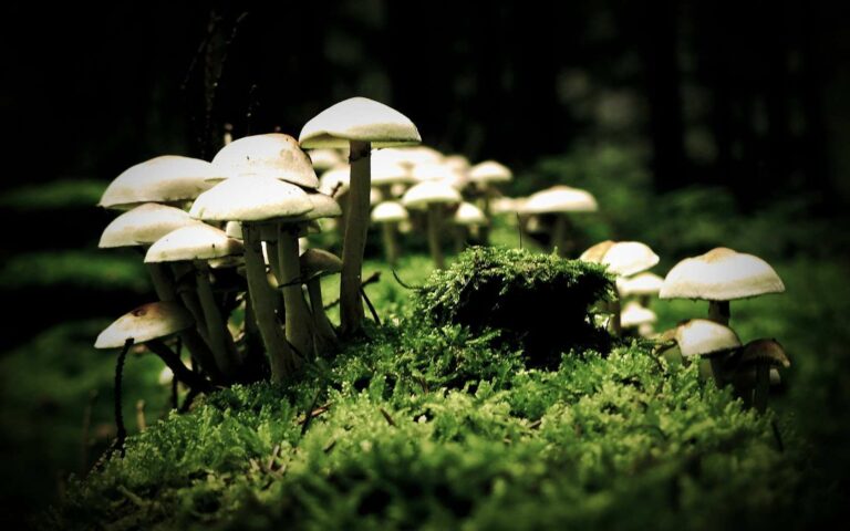 Magic Mushrooms Expand Your Mind And Amplify Your Brain’s Dreaming Areas