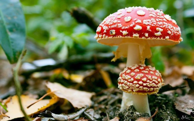 The Quest To Find The Rarest And Most Potent Magic Mushroom Ever Sociedelic