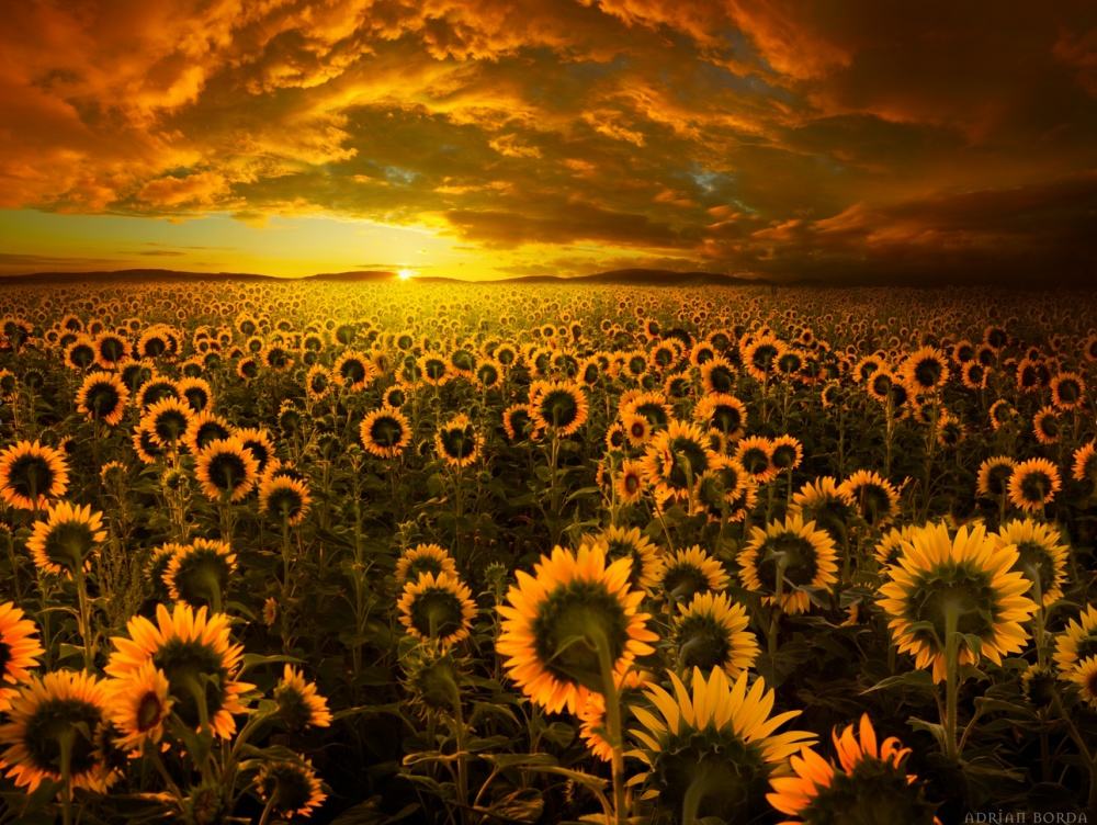 © Adrian Borda A field of sunflowers in Romania.