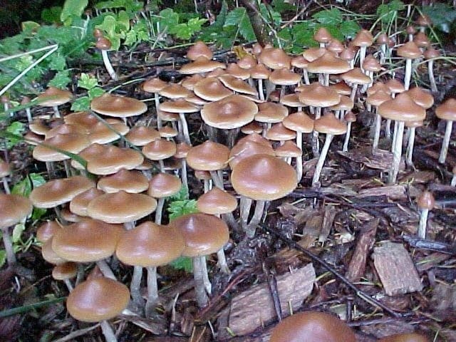 The Quest To Find The Rarest And Most Potent Magic Mushroom Ever Sociedelic