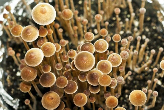 The Quest To Find The Rarest And Most Potent Magic Mushroom Ever Sociedelic