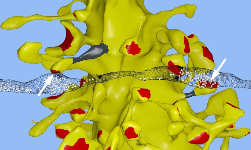 In a computational reconstruction of brain tissue in the hippocampus, Salk scientists and UT-Austin scientists found the unusual occurrence of two synapses from the axon of one neuron (translucent black strip) forming onto two spines on the same dendrite of a second neuron (yellow). Separate terminals from one neuron’s axon are shown in synaptic contact with two spines (arrows) on the same dendrite of a second neuron in the hippocampus. The spine head volumes, synaptic contact areas (red), neck diameters (gray) and number of presynaptic vesicles (white spheres) of these two synapses are almost identical. Credit: Salk Institute 
