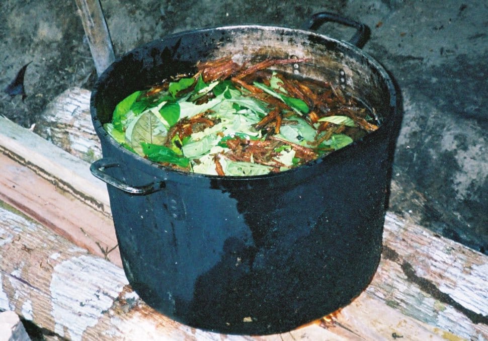 Ayahuasca Brew