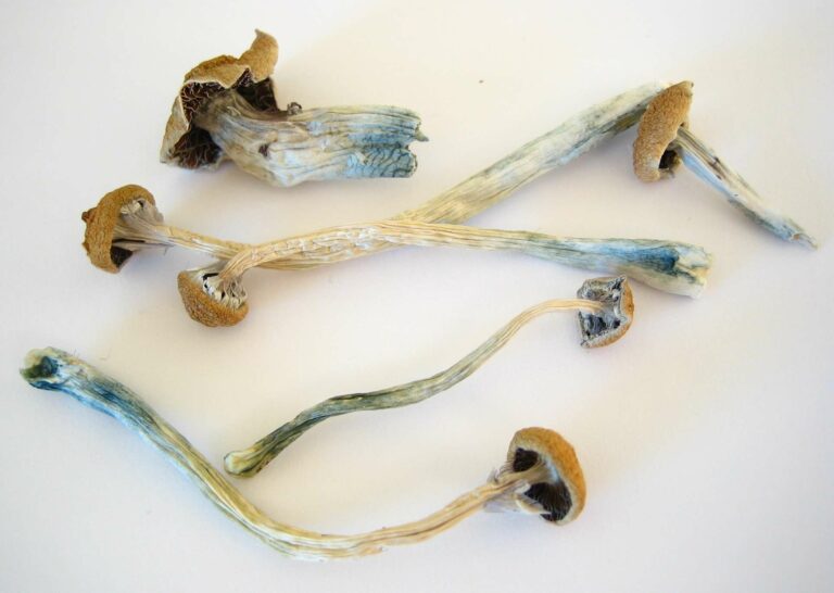 Study Finds That Psilocybin Creates A Hyperconnected Brain