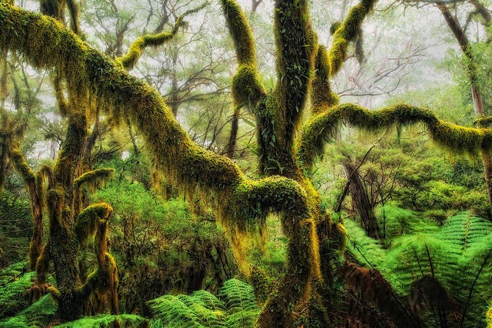 Antarctic Beech Draped in hanging moss in Oregon