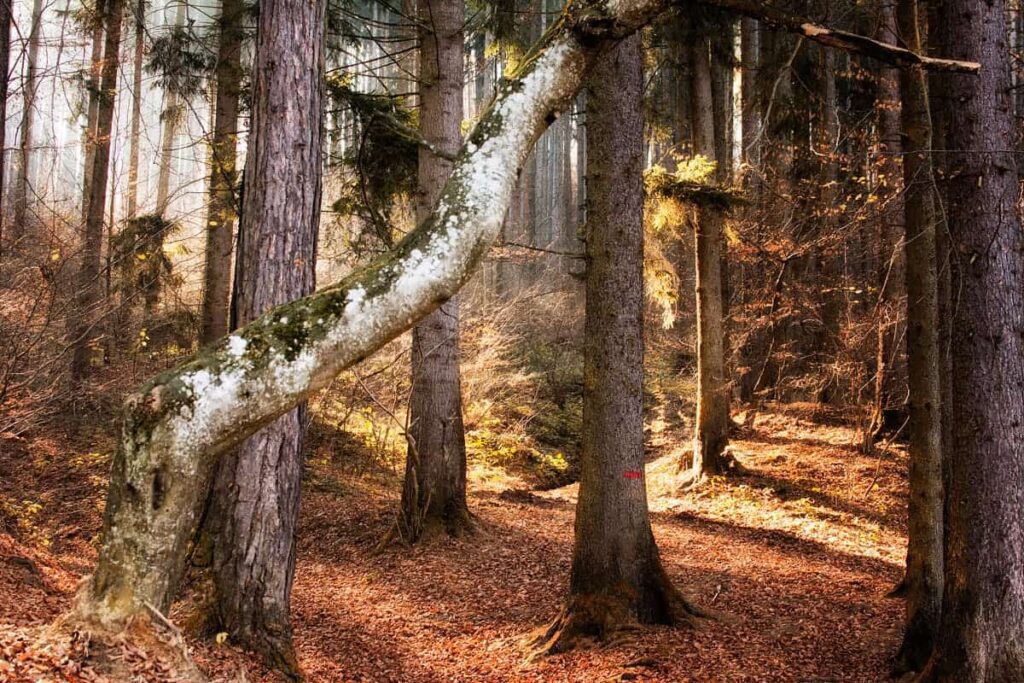 The forest surrounding Rasnov