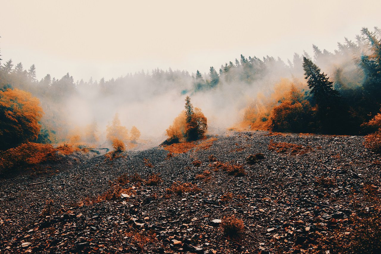 Romanian forest