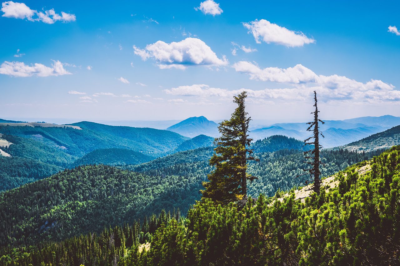 Romanian forests
