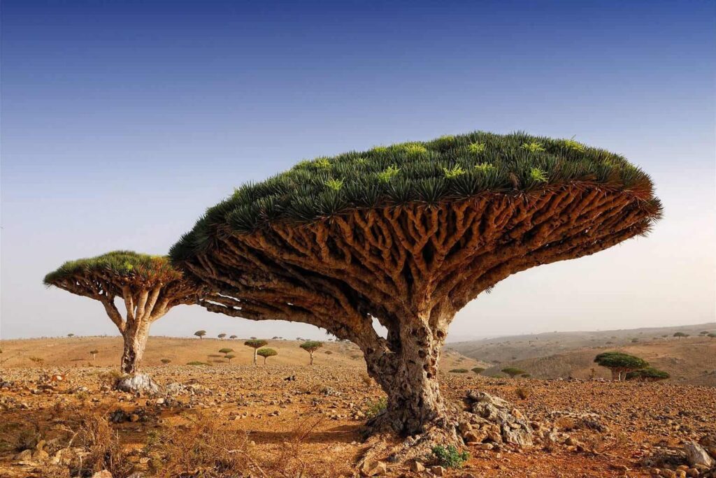 Dragonblood Trees, Yemen