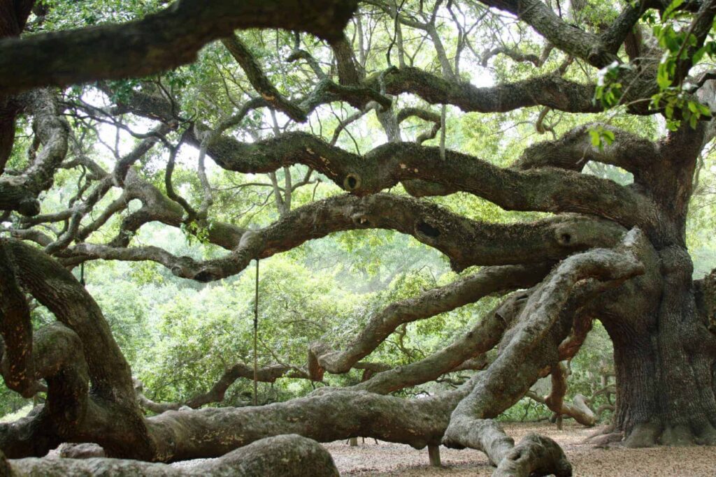 Angel Oak in John's Island South Carolina