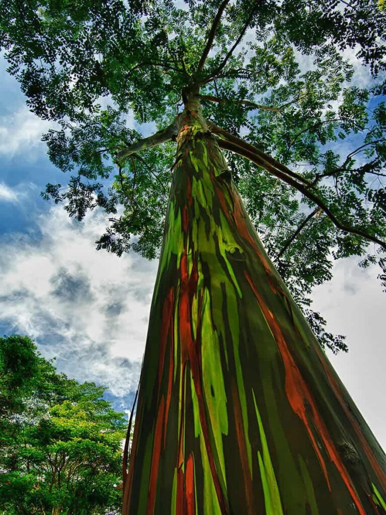 Rainbow Eucalyptus, Kauai, Hawaii
