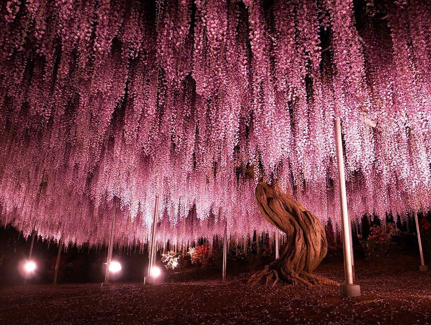 144-year-old Wisteria in Japan