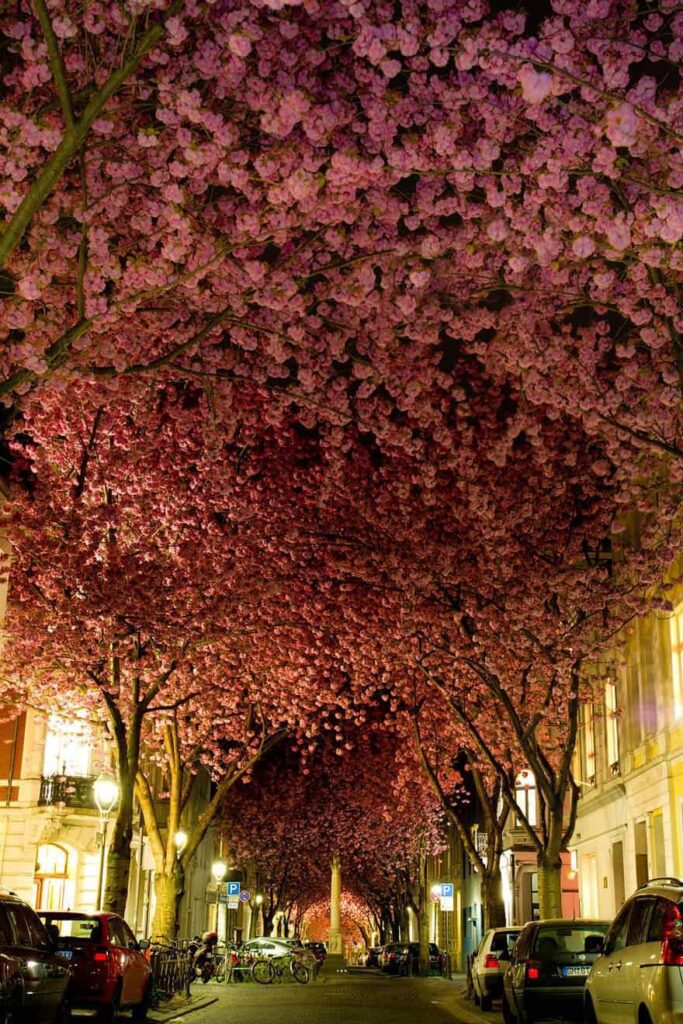 Cherry trees in Bonn, Germany
