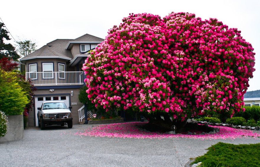 Rhodoendron in Ladysmith, BC