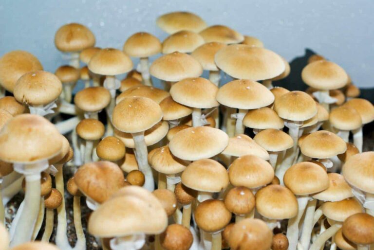 New Psychedelic Mushroom Species Discovered: Psilocybe Germanica