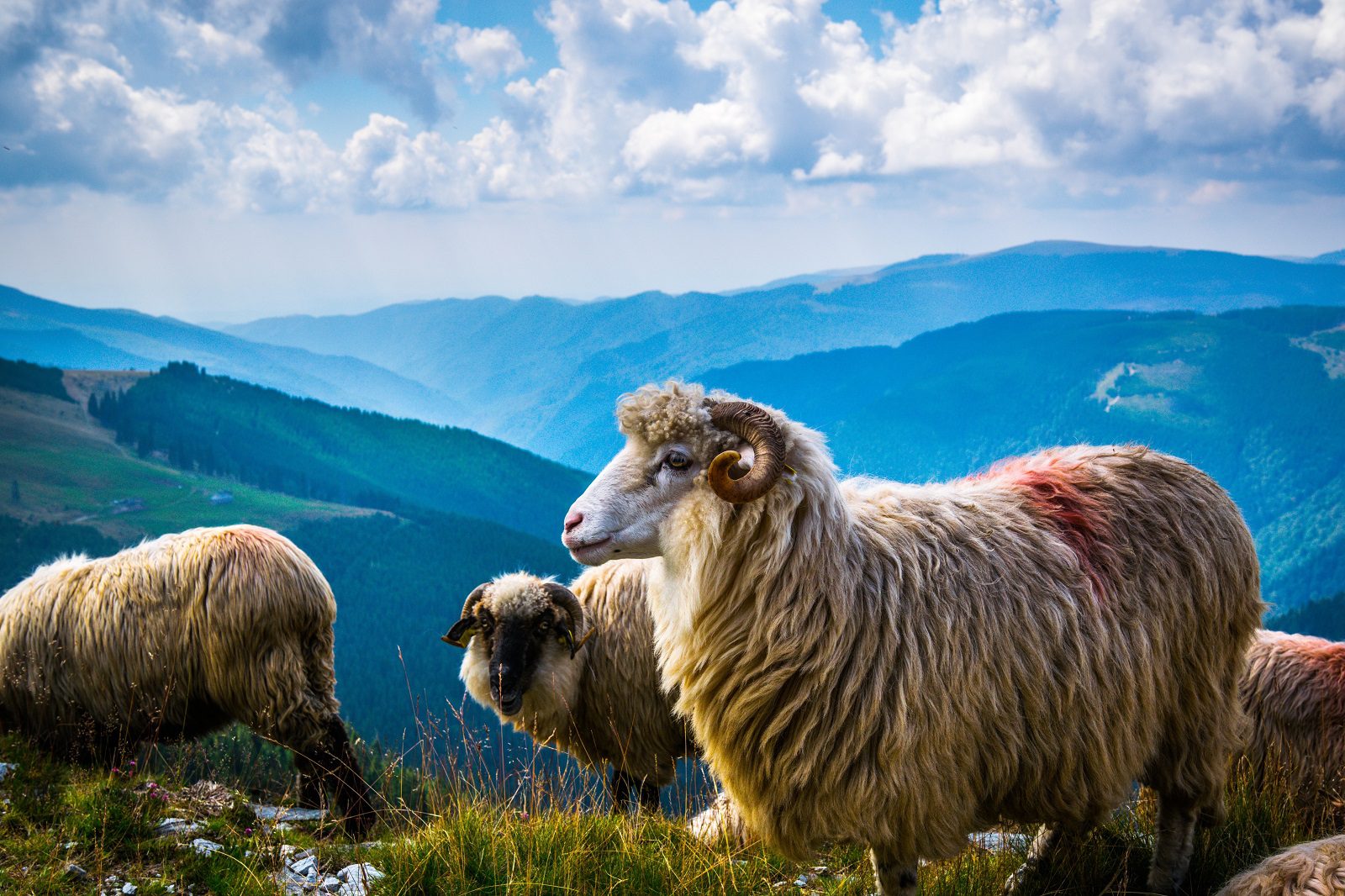 sheep flaock Parâng Mountains