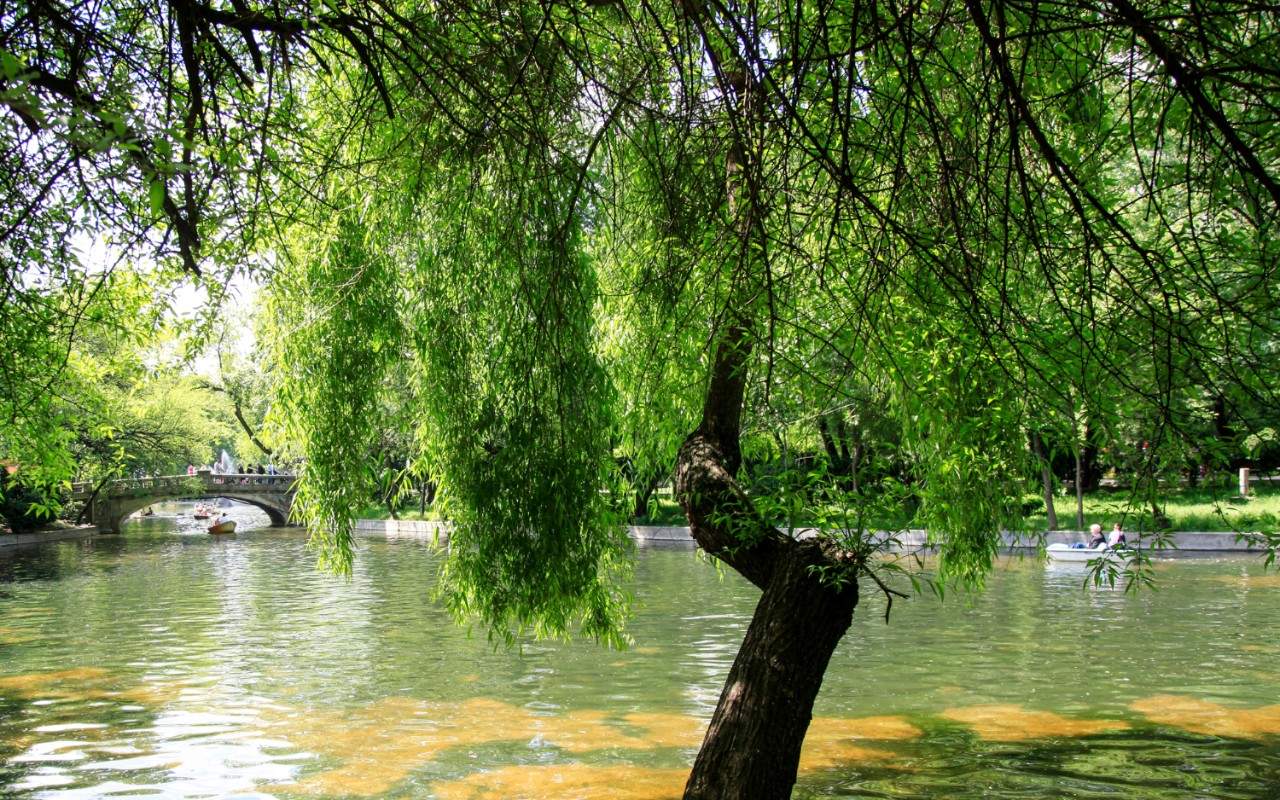 Renting a boat on the lake at Cismigiu park is one of the city's longest-established leisure activities CREDIT: ALAMY