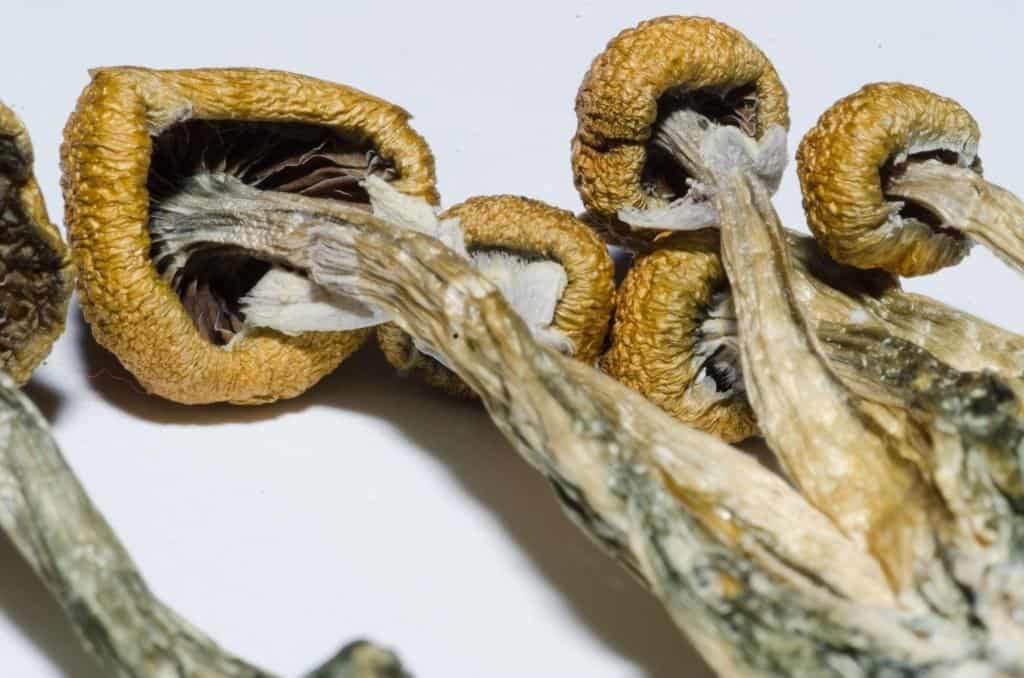 Psilocybin Mushrooms