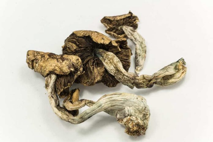 psilcybin-dried