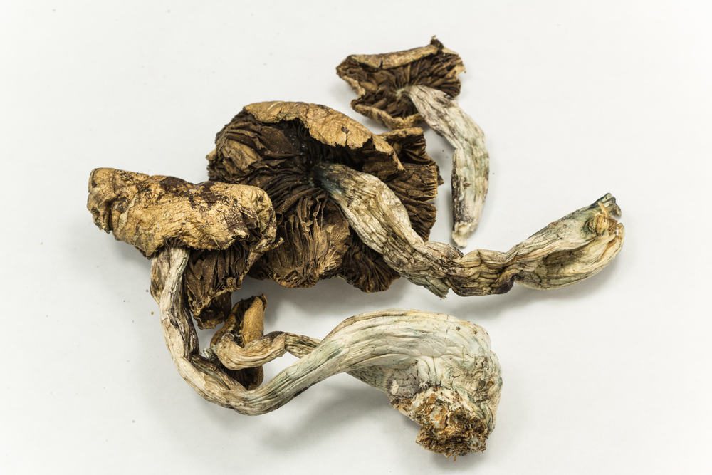 One Trip With Magic Mushroom Can Make You Permanently More Open one-trip-with-magic-mushroom-can-make-you-permanently-more-open