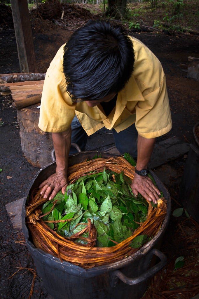 The ayahuasca brew is prepared by combining chacruna leaves, that contain the powerful psychedelic DMT, with the ayahuasca vine.
