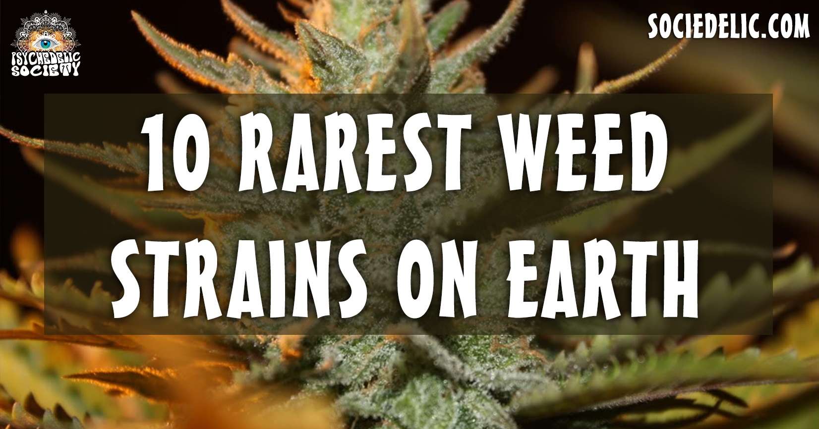 What is the rarest weed out there? Top 10 Rarest Weed Strains On Earth