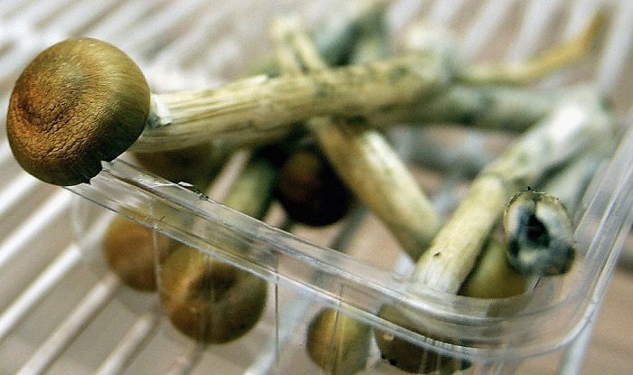 LONDON - JULY 18: Magic Mushrooms sit in a fridge on July 18, 2005 in London, England. The sale of fresh mushrooms has been prohibited as of today due to the reclassification of the drug to Class A. (Photo by Daniel Berehulak/Getty Images)