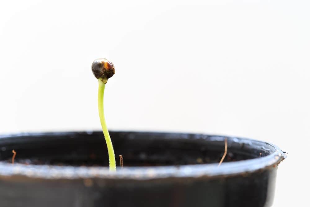 Photo: Cannabis seedling. Via: suthiphong yina | Shutterstock. 
