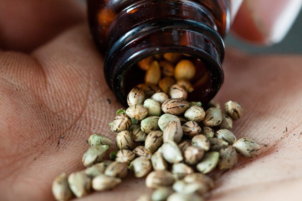 Photo: Cannabis seeds. Via: Eric Limon | Shutterstock.