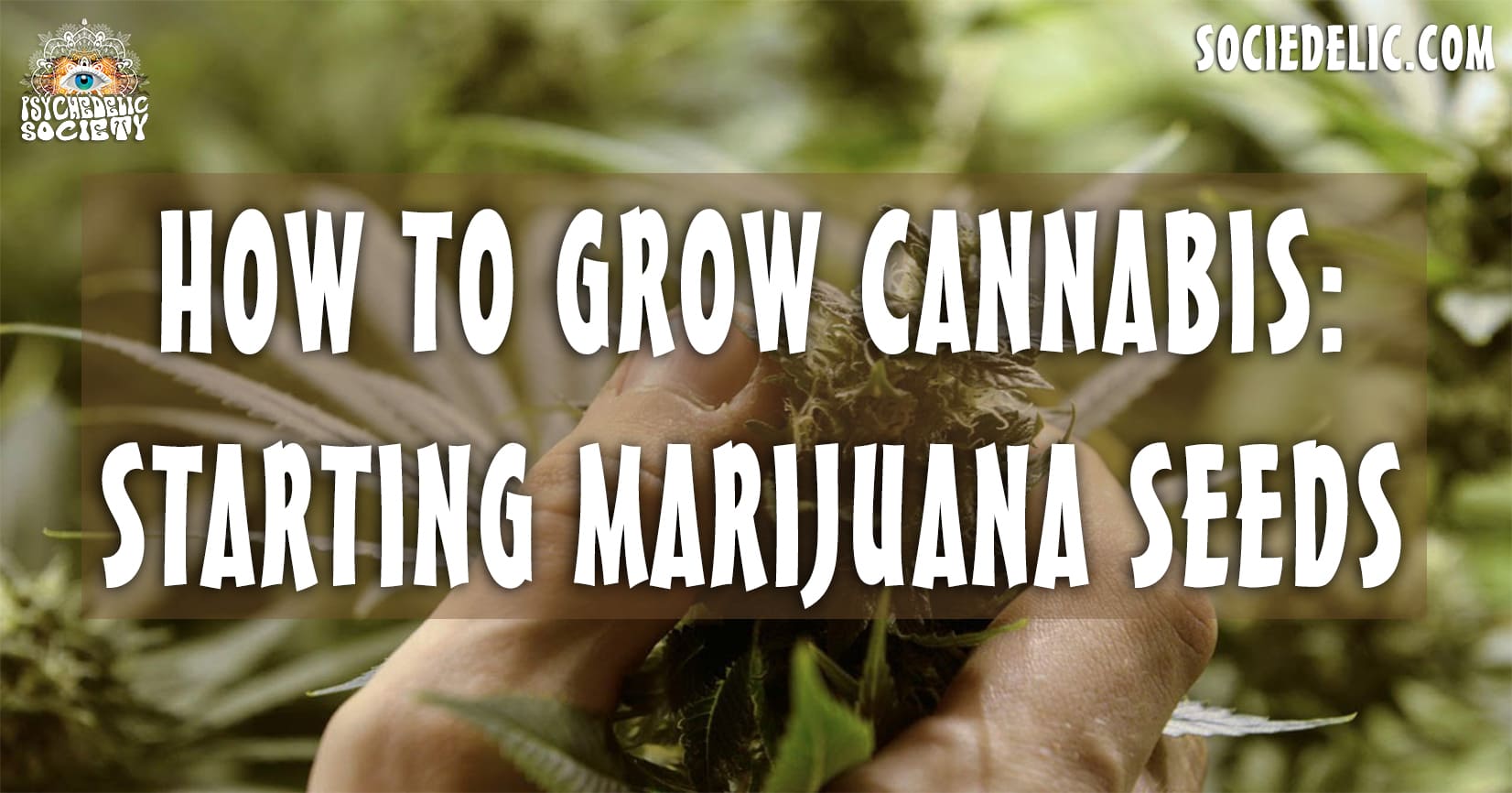 How To Grow Cannabis: Starting Marijuana Seeds - Sociedelic