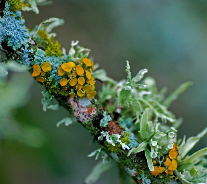 Dictyonema huaorani - New species of psychedelic lichen discovered