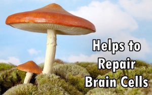 mushroom_psychedelic_brain_cells