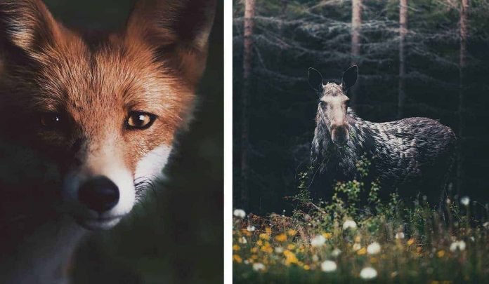 Konsta Punkka wild animal photography