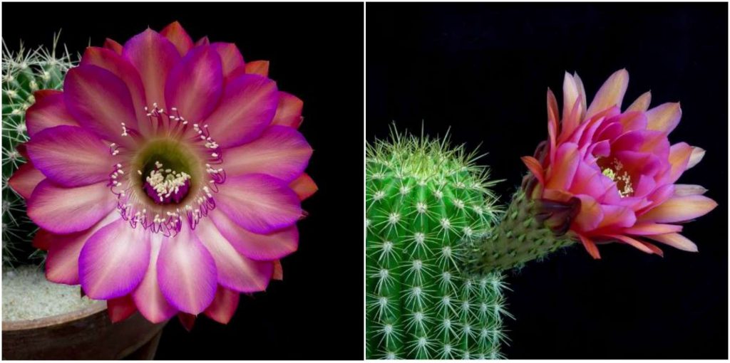 Blooming Cactus Flowers