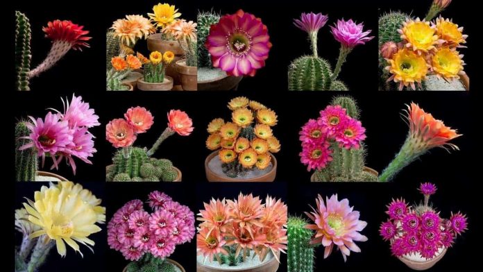 Blooming Cactus Flowers