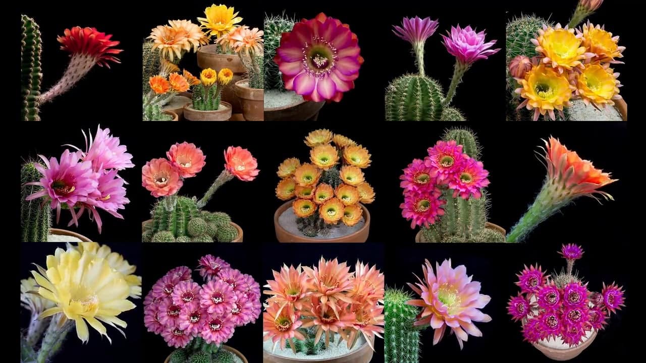 Brilliant Blooming Cactus Flowers Overnight Is Absolutely Hypnotizing Blooming Cactus Flowers.