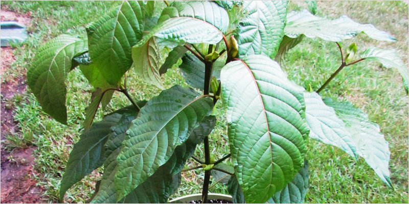 Young Kratom Tree
