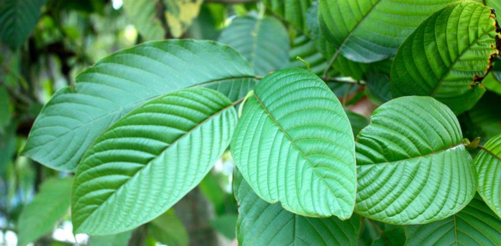 Kratom plant