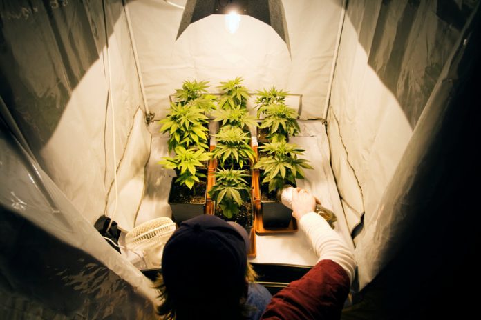 What you need to Grow Cannabis Indoors